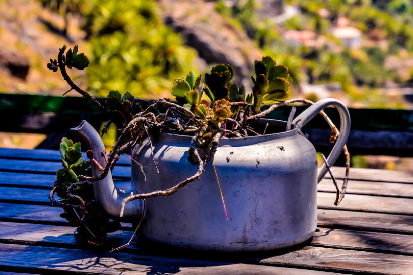 overwatered plants vs underwatered - symptoms of underwatering in a house plant