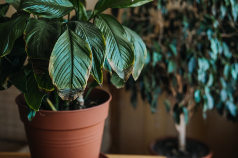 overwatered plants vs underwatered - diseased plant with visible symptoms on leaves