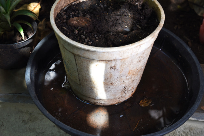 overwatered plants vs underwatered - overly moist soil in a pot indicating waterlogging