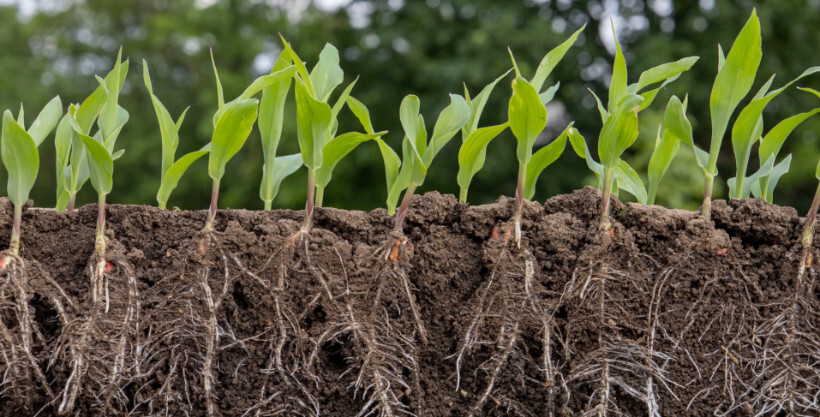 overwatered plants vs underwatered - young plants with healthy roots