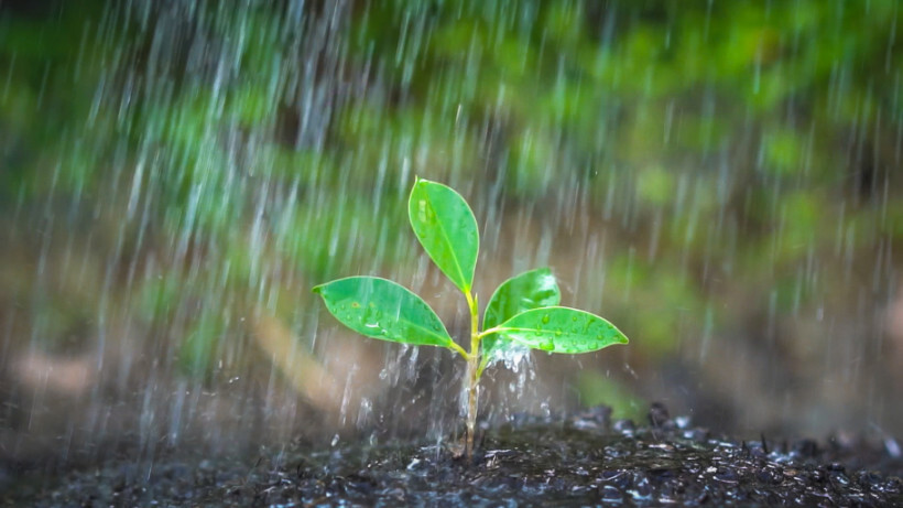 overwatered plants vs underwatered - plant being drenched by heavy rainfall