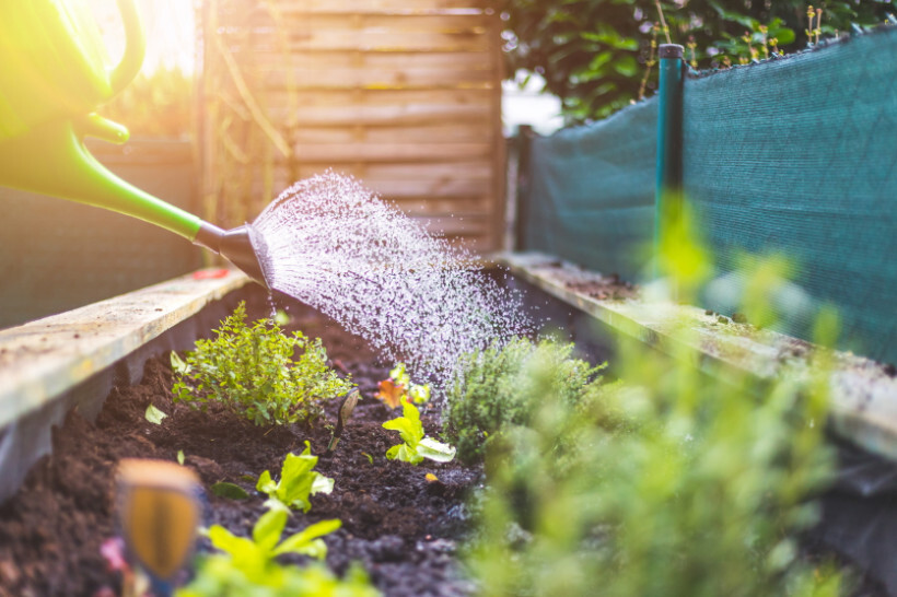 overwatered plants vs underwatered - plants being watered in a raised garden bed