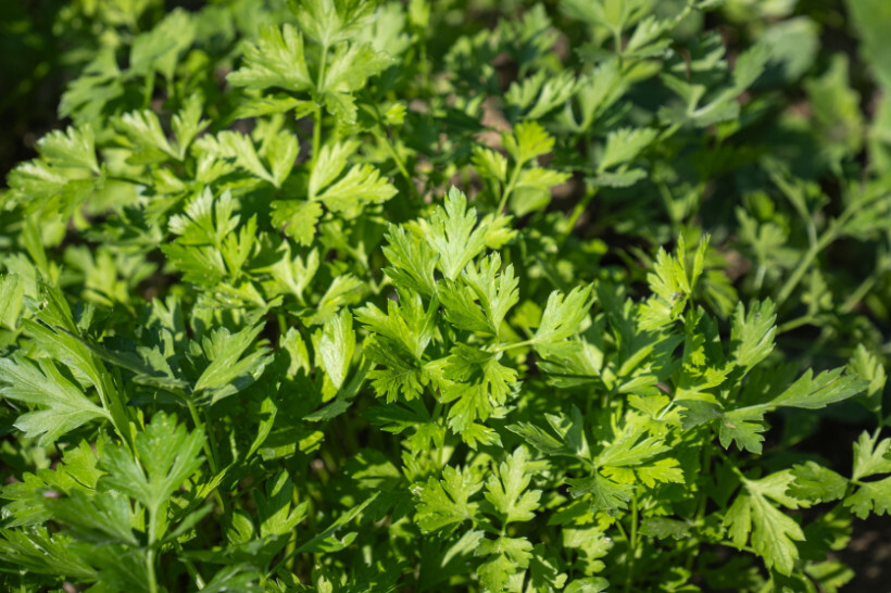 parsley vs coriander - Close-up of vibrant parsley leaves