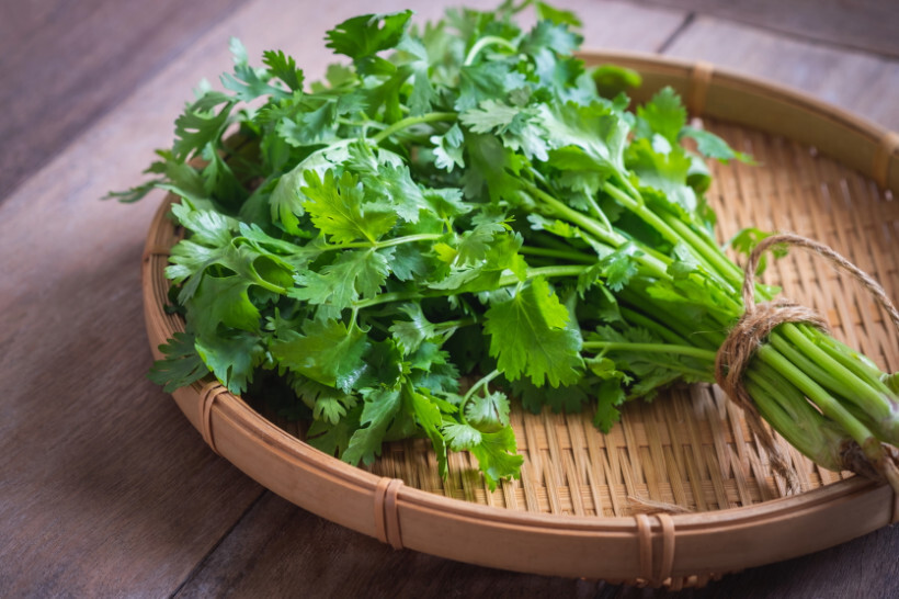 parsley vs coriander - Fresh coriander leaves displayed