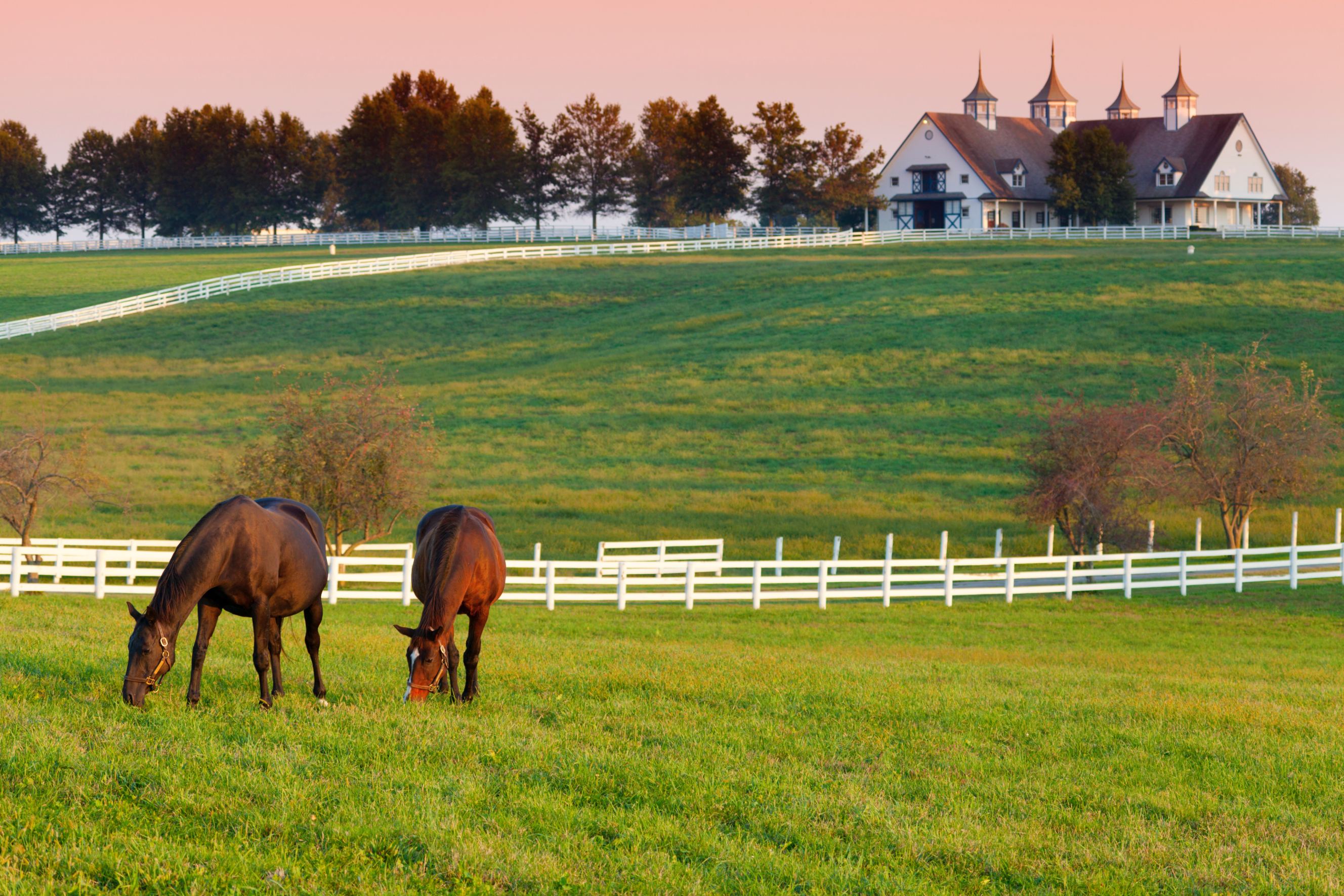 Horses grazing in the pasture at a horse farm with white horse fences.