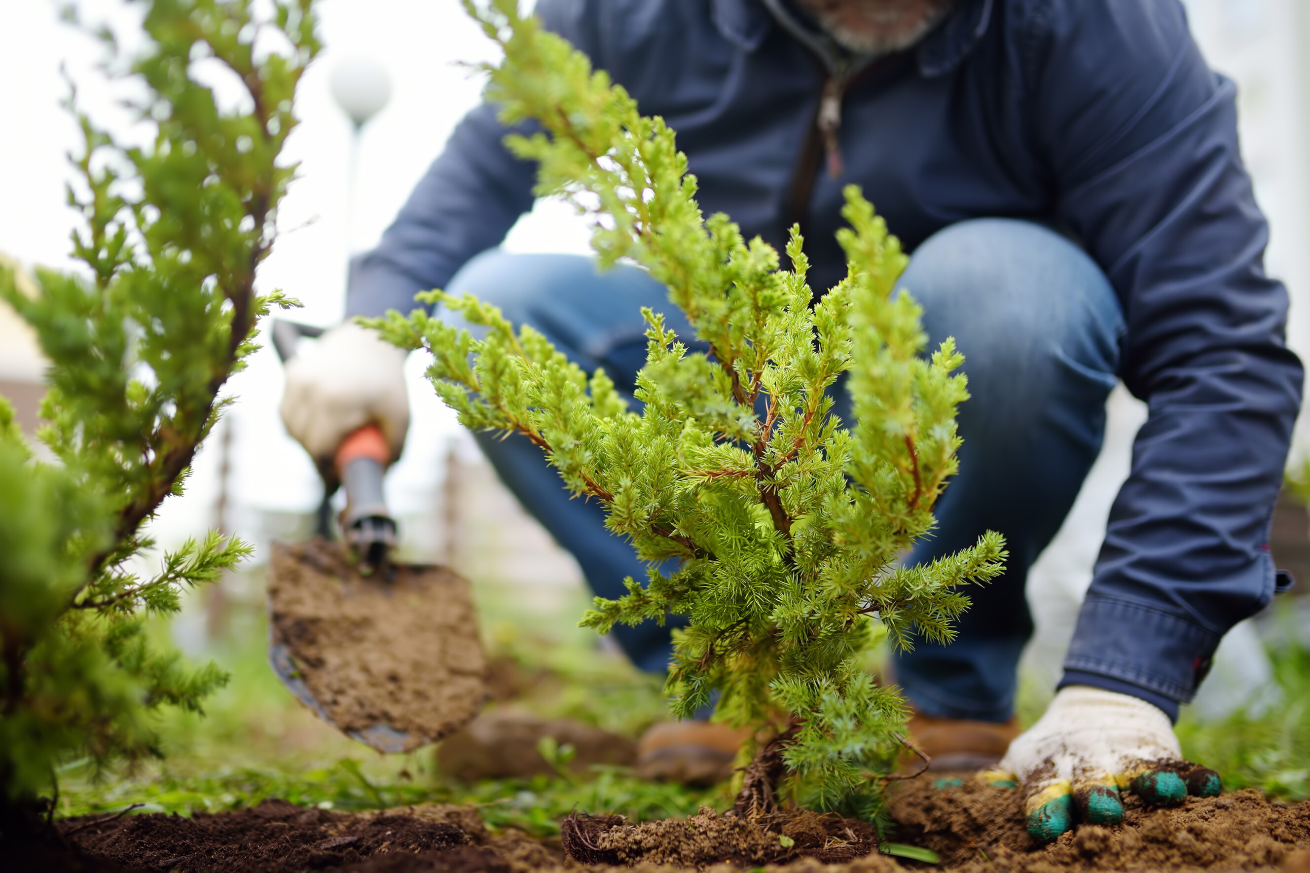 Close-up of a person planting a young evergreen tree in a garden, illustrating professional garden planting services near you.