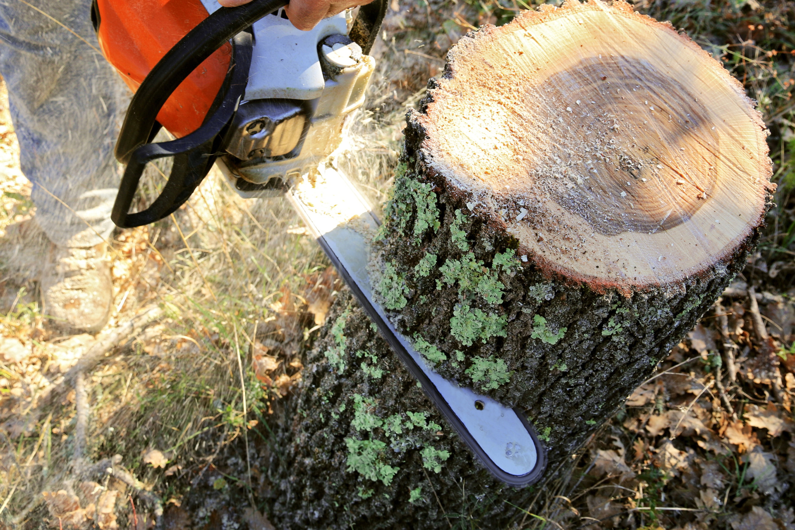 Close-up of a chainsaw cutting through a tree trunk, showcasing reliable chainsawing services provided by experts near you.