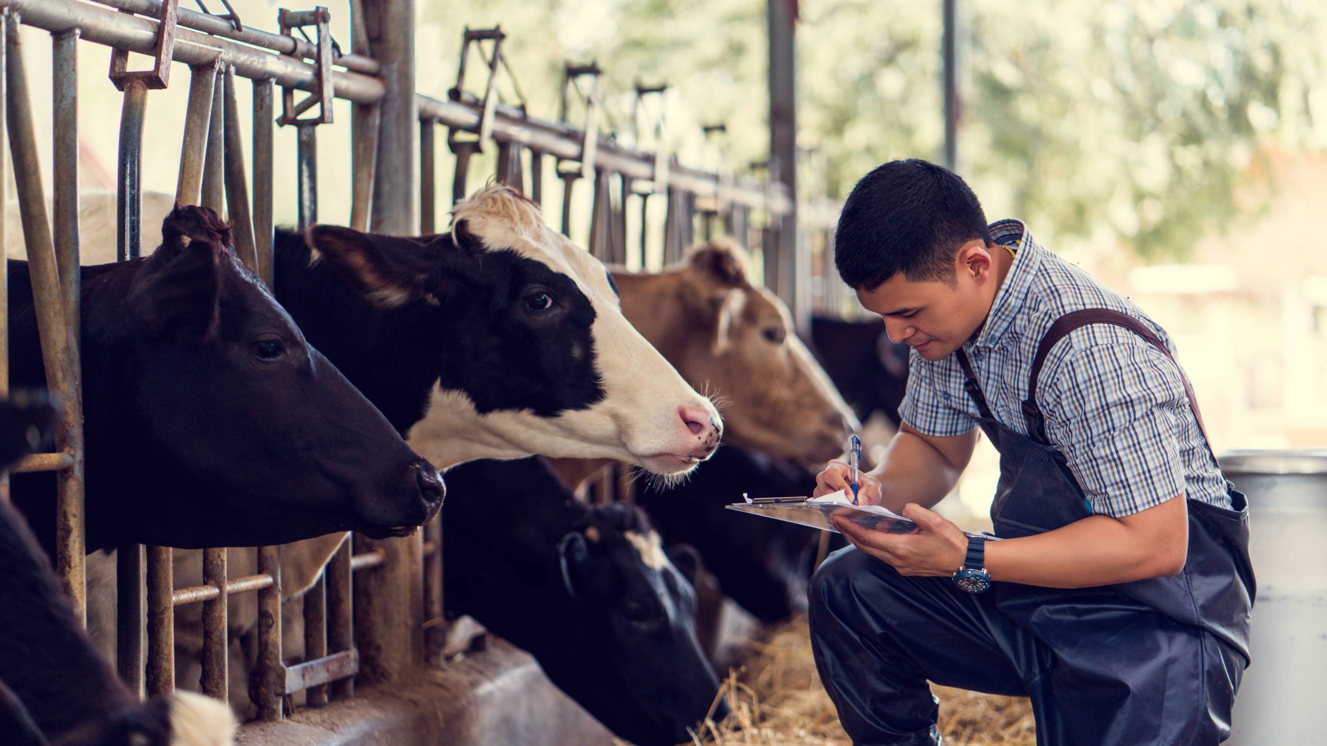 A young male farmer using a device to monitor and gather data on a group of dairy cows in an enclosed livestock pen.