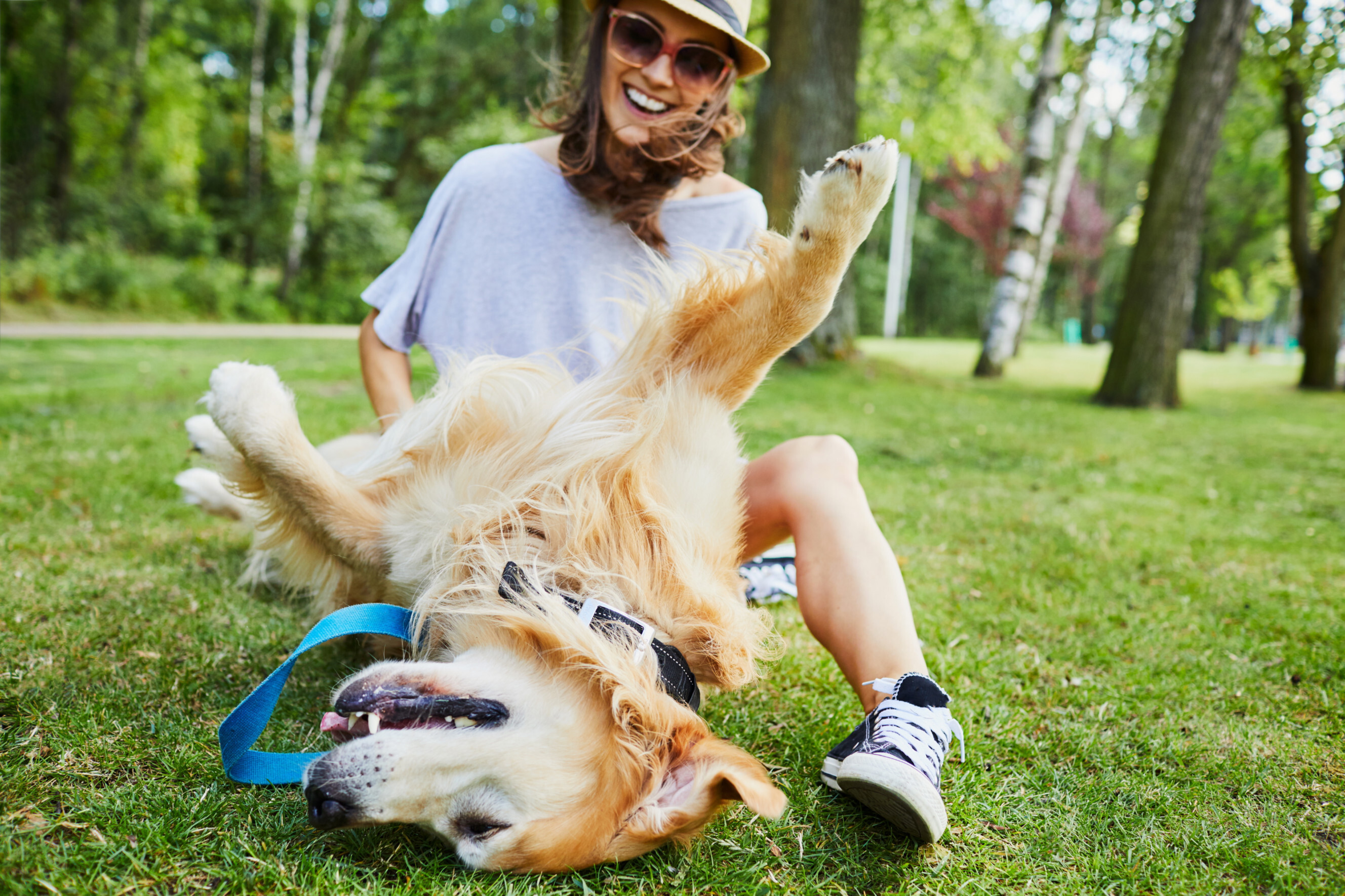 Pet sitter playing with a happy golden retriever in a sunny park, showcasing reliable pet sitting services near you.