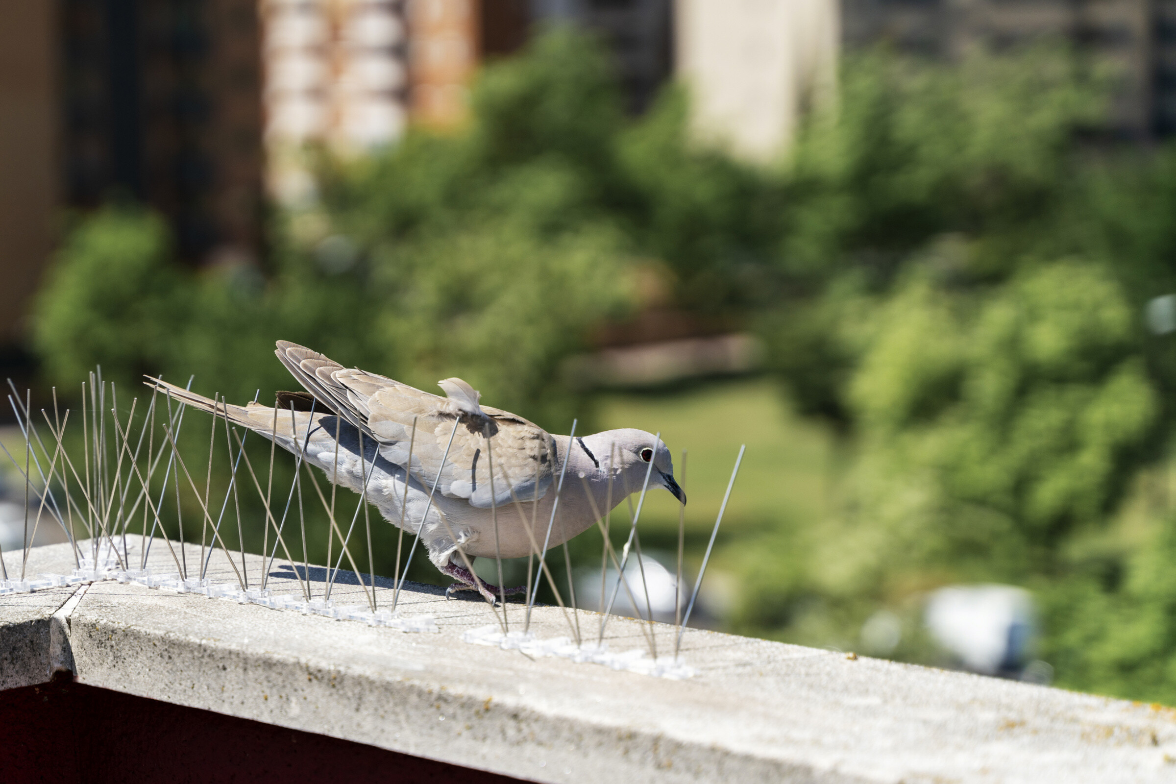 Steel barbs or spikes to repel birds such as pigeons installed on walls and windows of buildings.