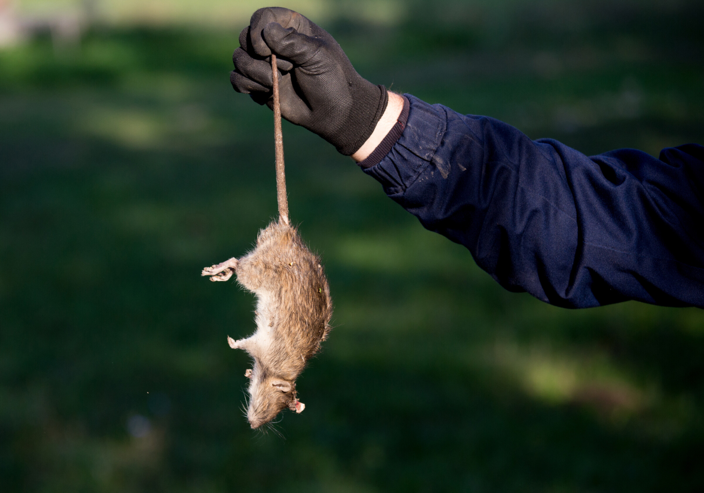 An exterminator holding a dead mouse by the tail.