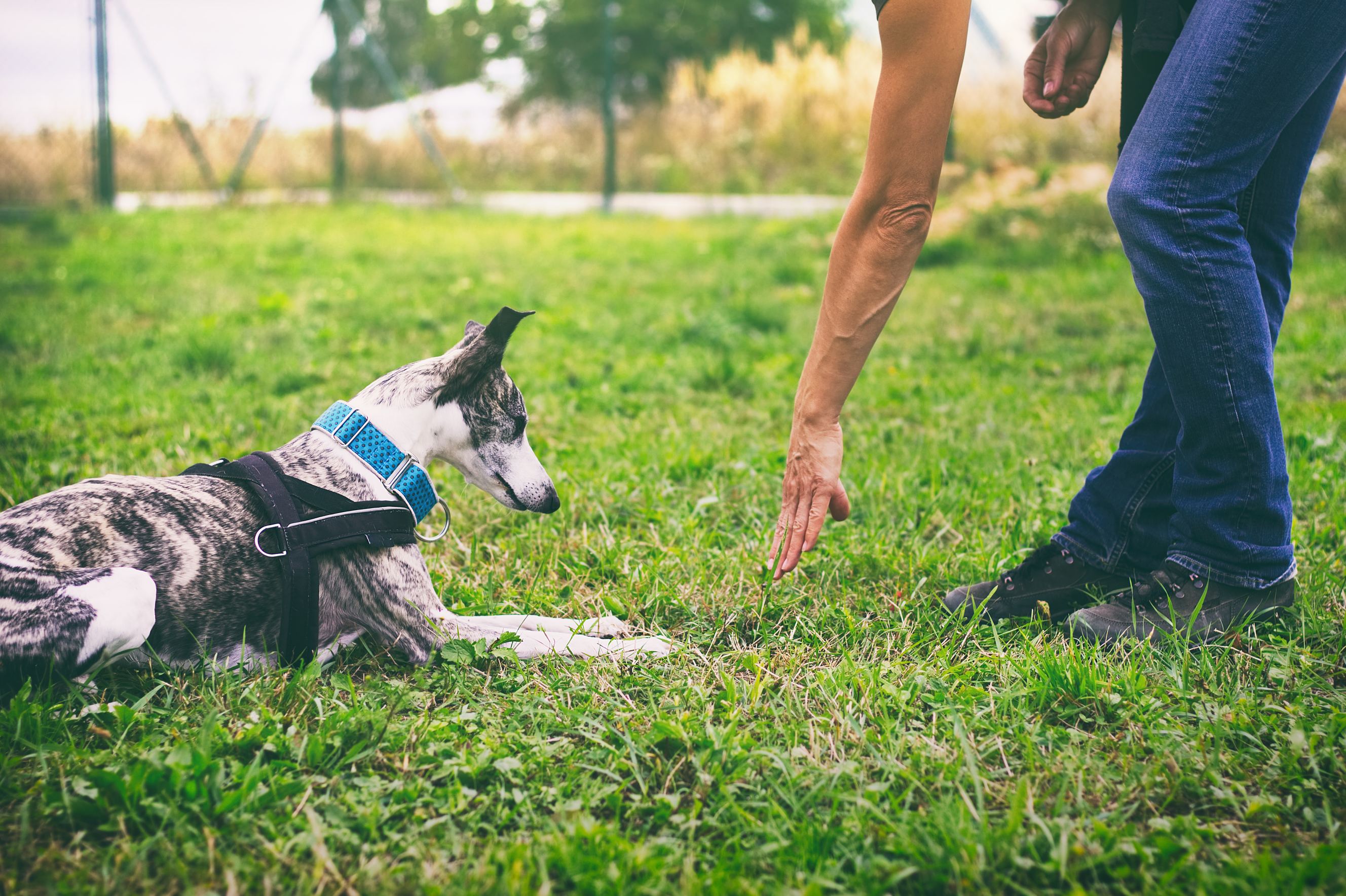 Whippet dog learns the command to lie down with a dog aggression trainer.