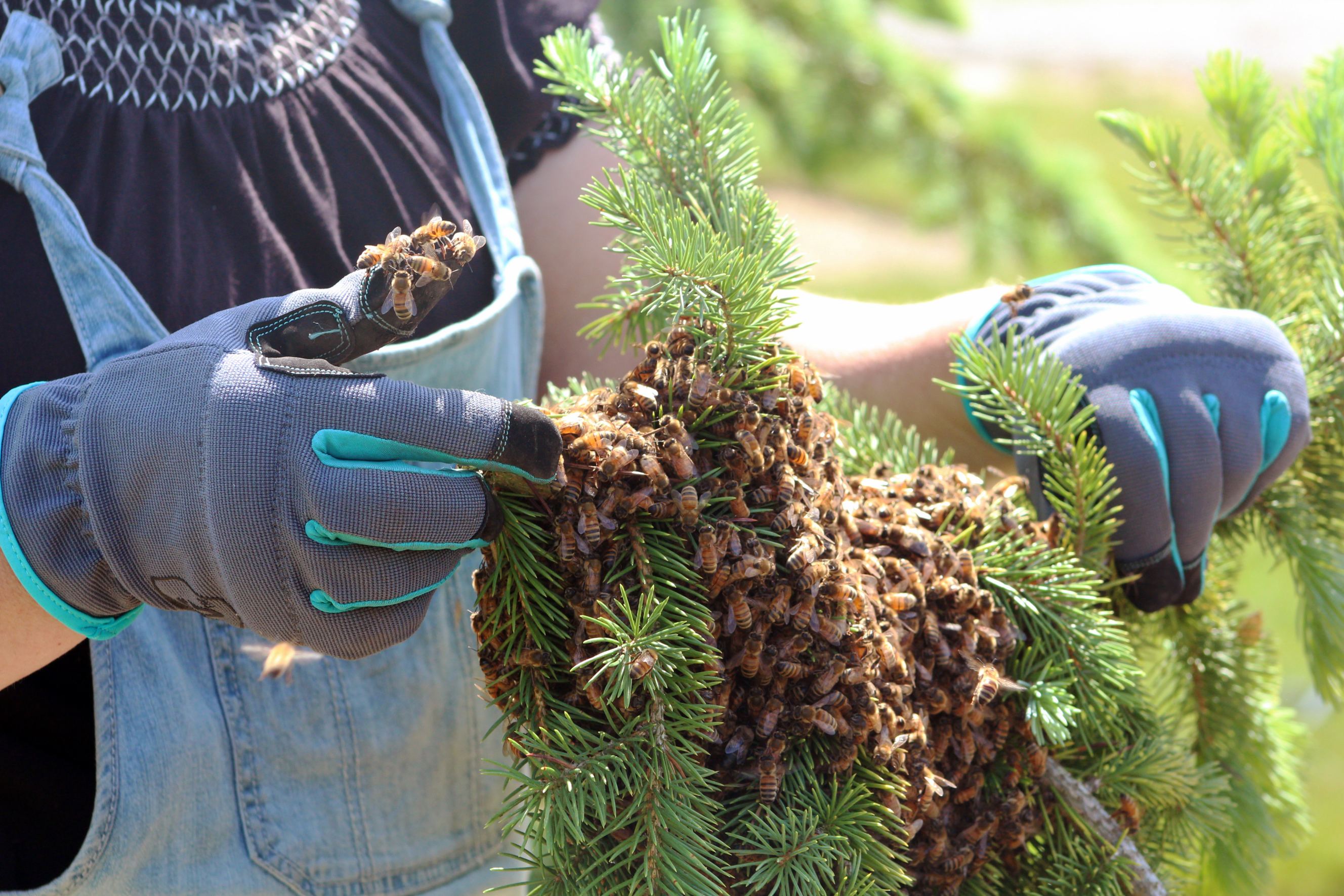 Beekeeper removing honey bee swarm from a tree.

