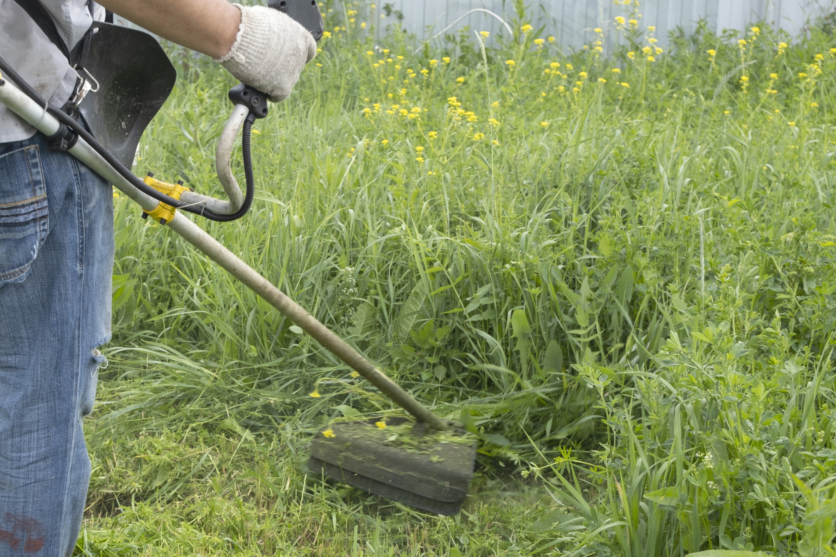 Professional using a whipper snipper to trim overgrown grass, highlighting expert whipper snippering services near you.