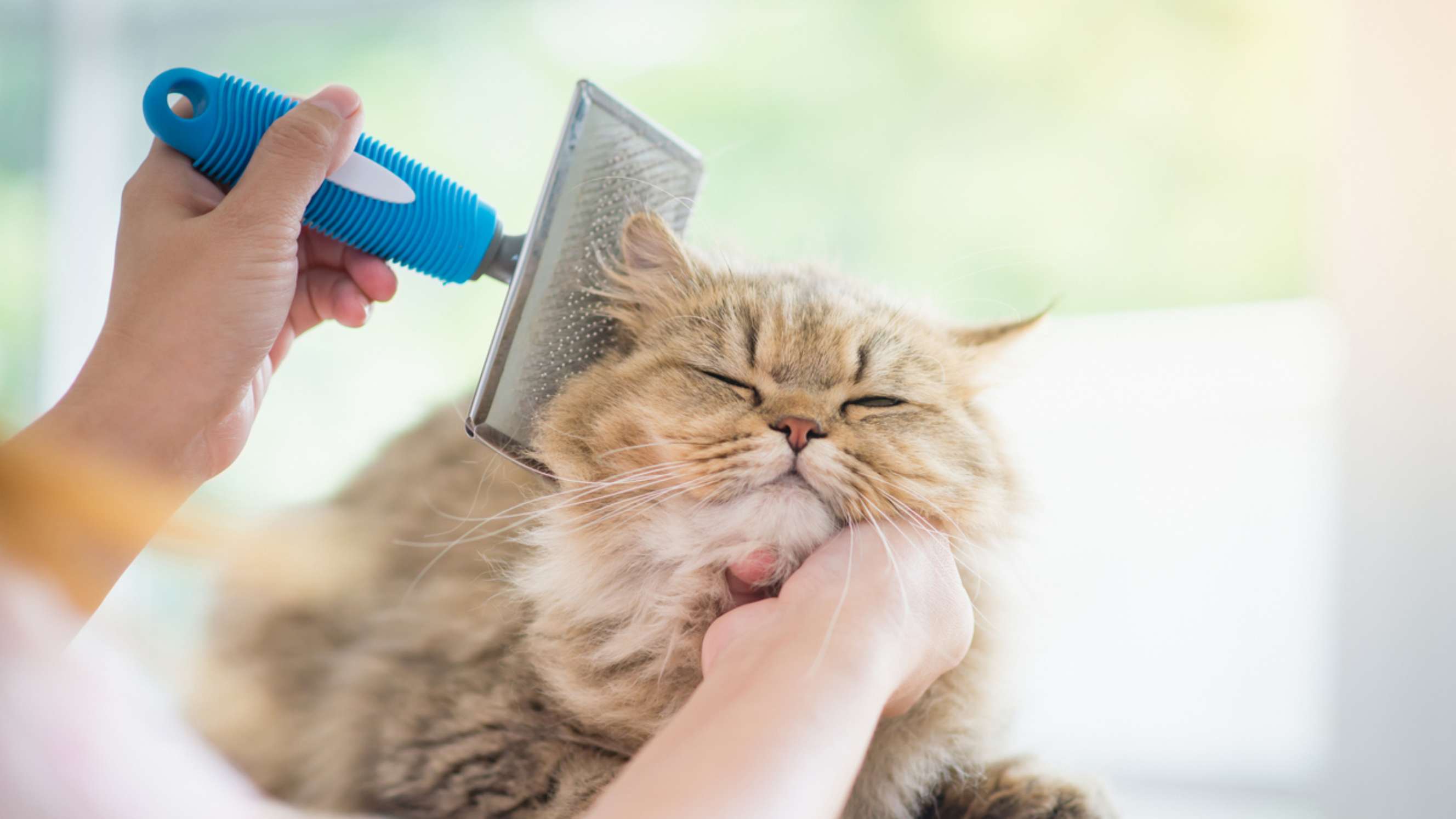 A fluffy cat being gently brushed with a blue grooming brush, enjoying a relaxing grooming session under natural light.