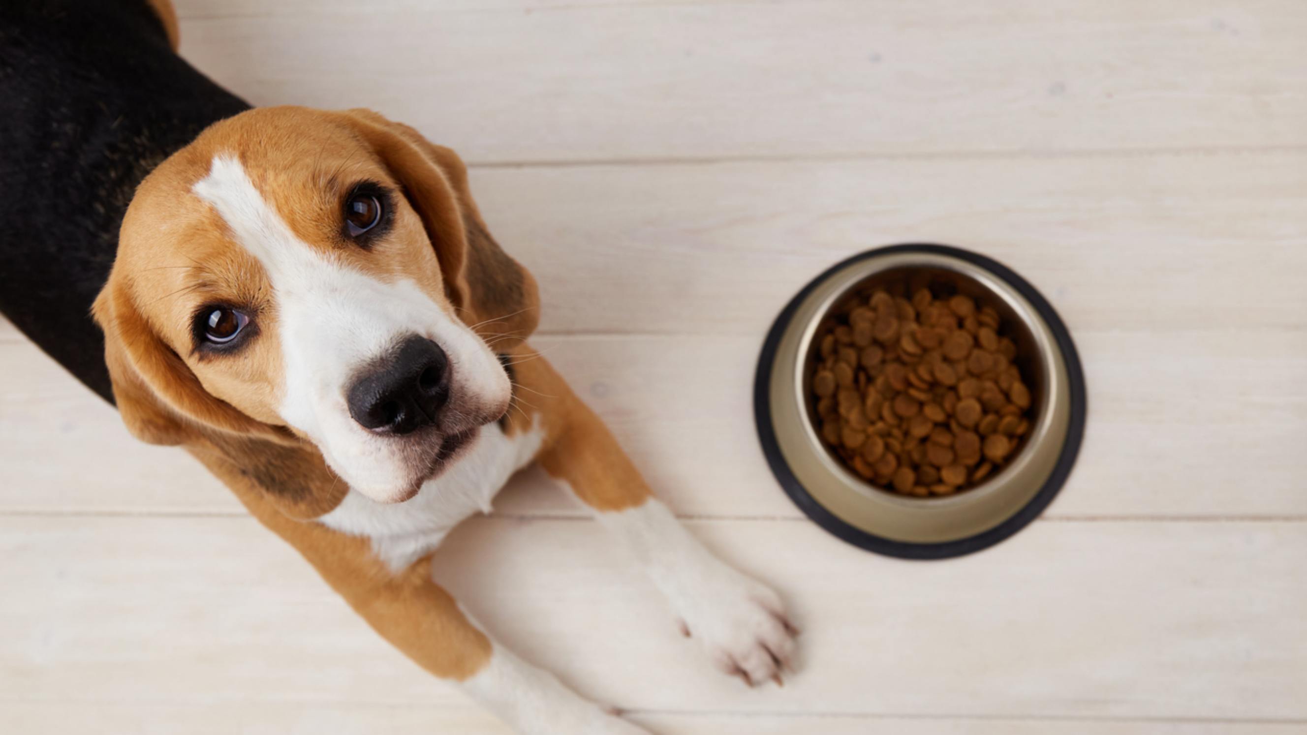 A dog looking up expectantly next to a bowl filled with dog food, representing the convenience of dog food delivery services.