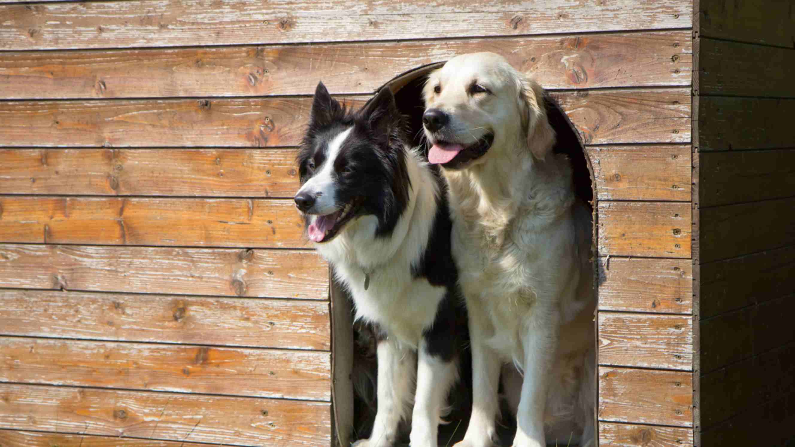 Dogs happily standing in the doorway of a sturdy wooden dog house, showcasing quality craftsmanship by a dog house builder.