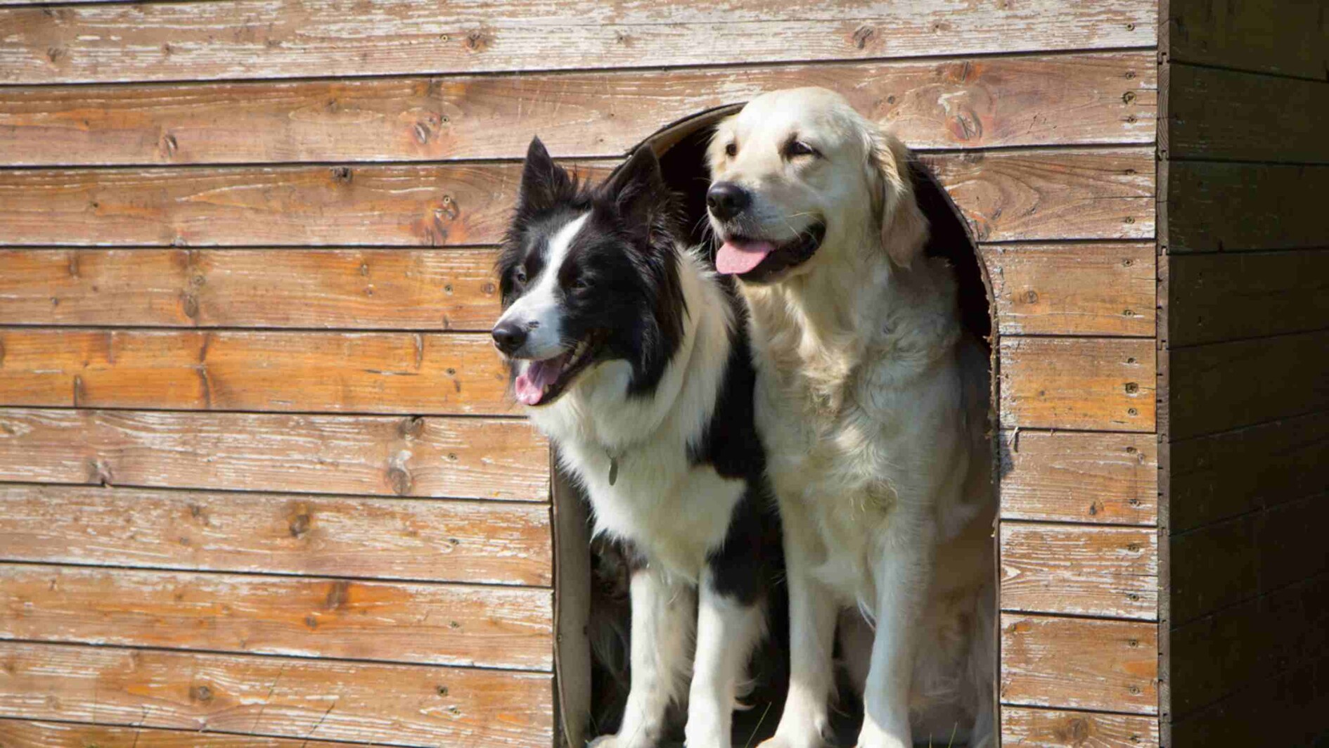 Pumers Dogs Dog House Builder Jobs near you | Airtasker AU