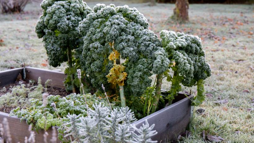 Frozen vegetable garden with kale plants standing against the frost - first and last frost dates