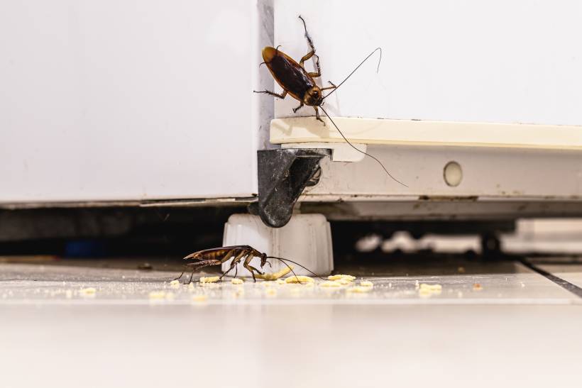 pest control cost - two cockroaches in a dirty kitchen