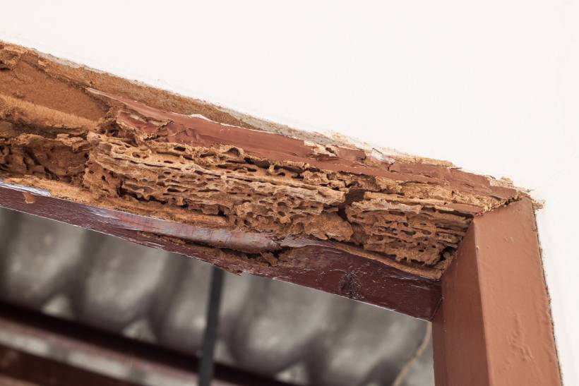 pest control cost - a timber doorframe damaged by termites