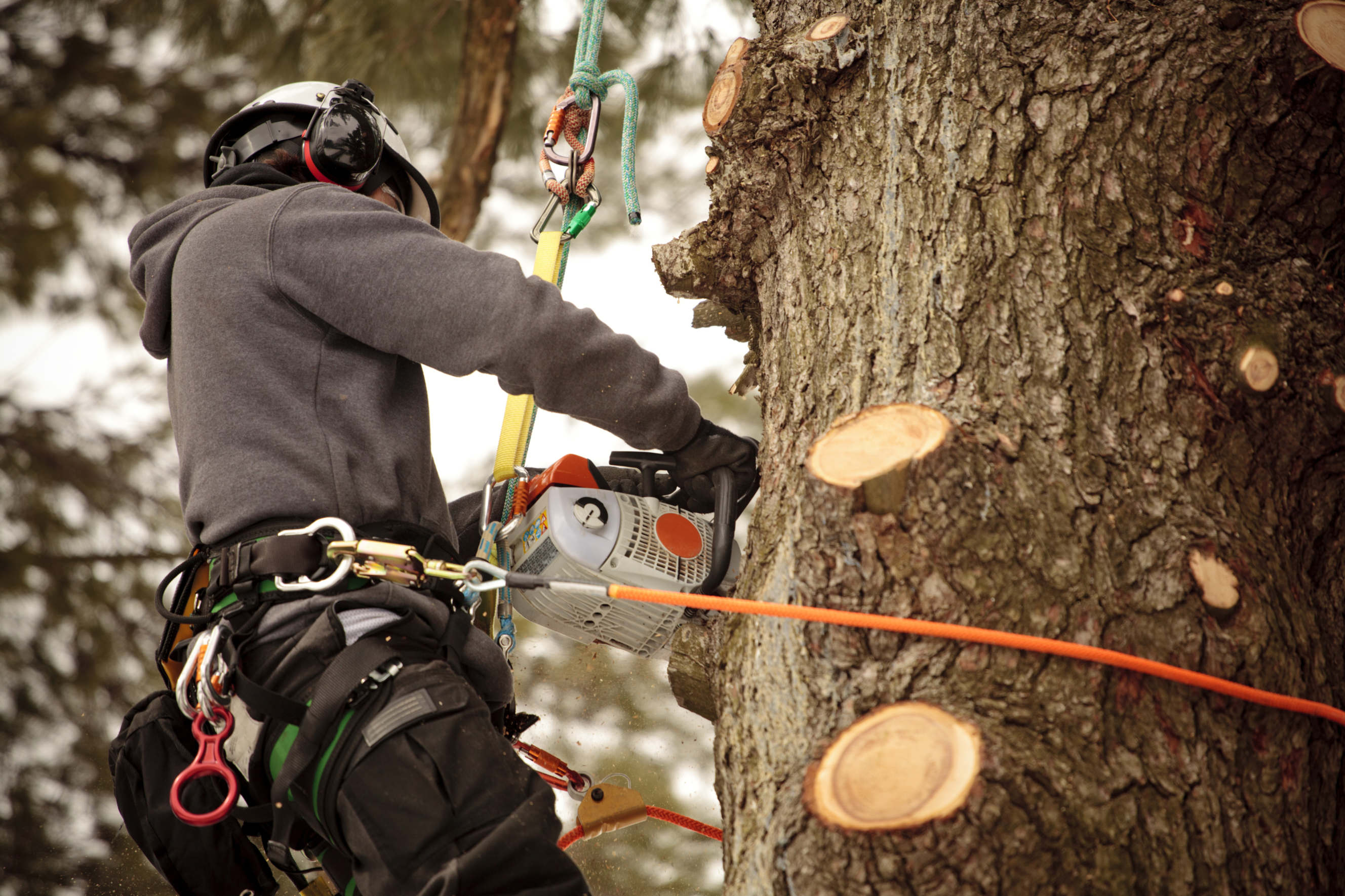 An arborist using a chainsaw while securely harnessed to a tree.