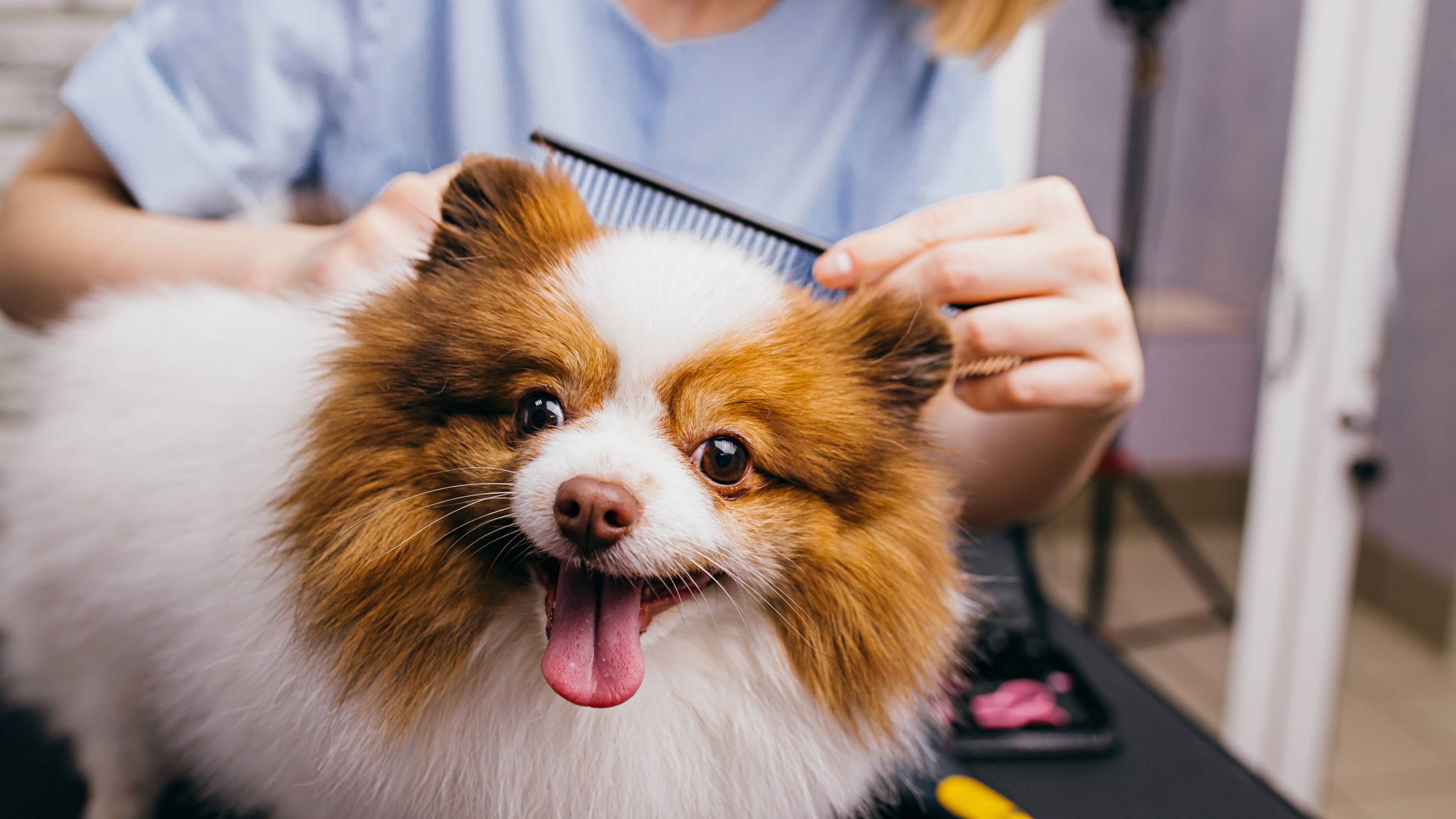 a professional dog groomer combing a dog's coat