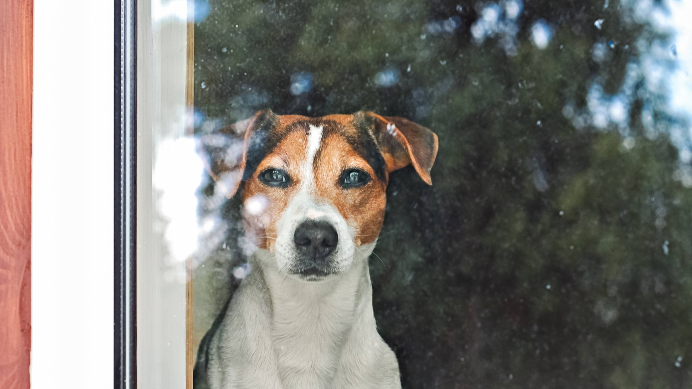 a dog gazing through a glass door