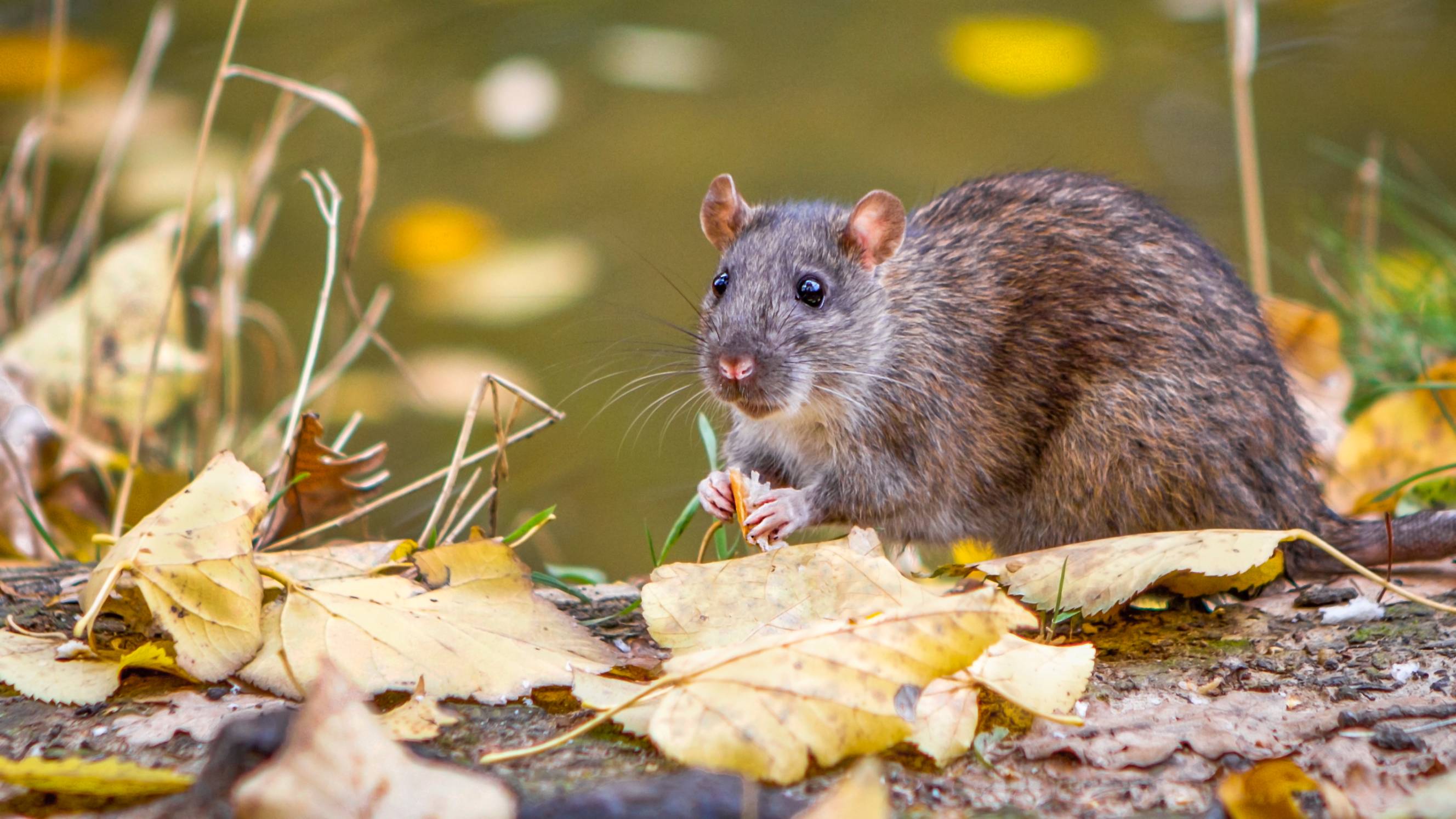 a wild rat eating food in an autumn forest