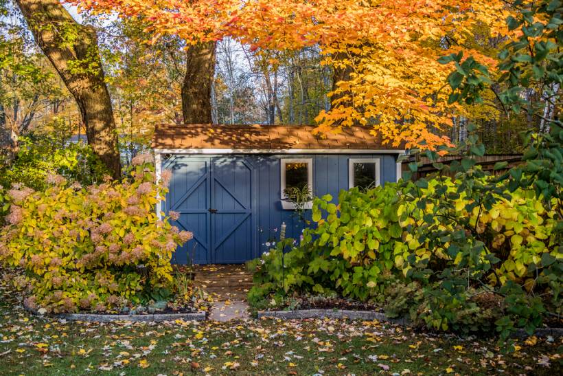 autumn pests - a blue garden shed in autumn