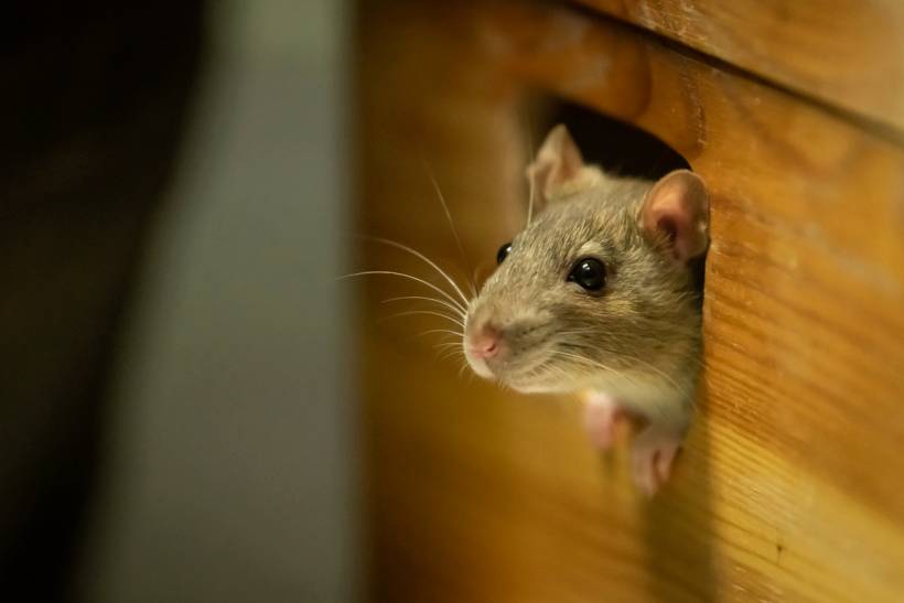 autumn pests - a rat looking out of a wooden box