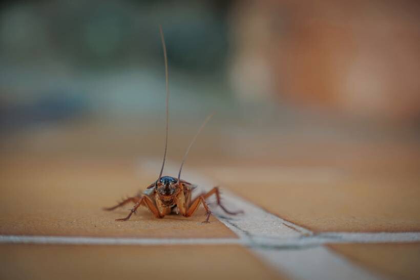 autumn pests - a cockroach on a paved floor