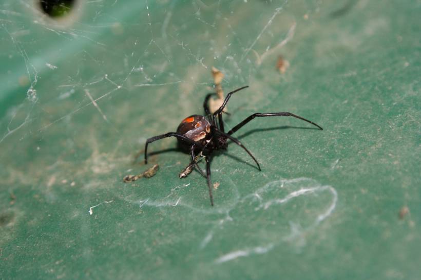 autumn pests - a female redback spider