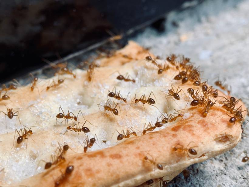 autumn pests - a group of ants on a piece of bread eating sugar