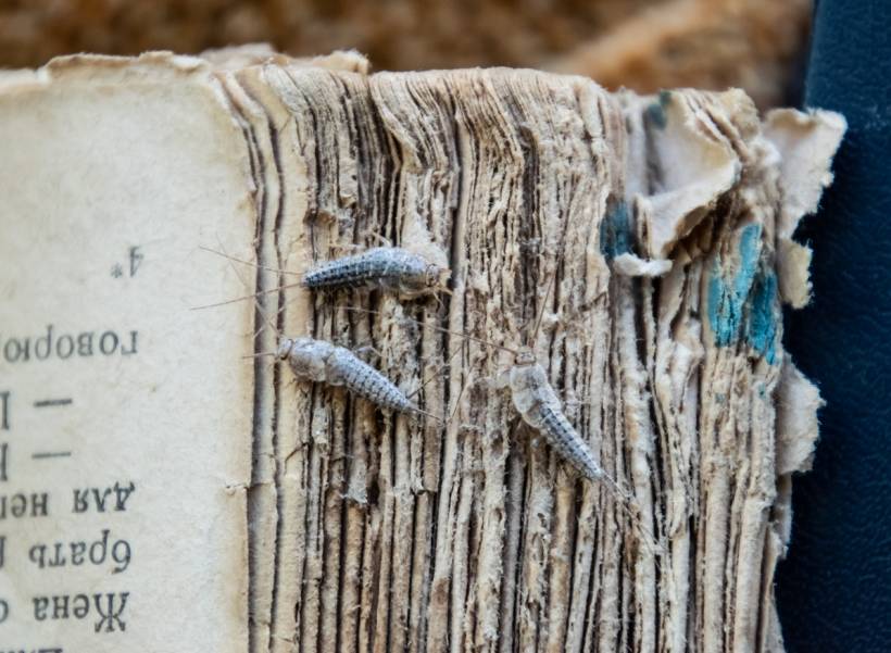 autumn pests - silverfish eating an old book