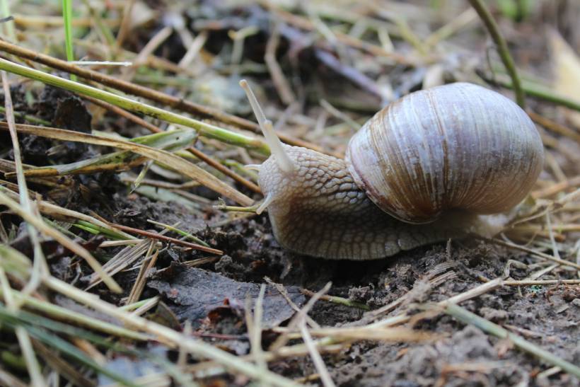 autumn pests - a snail on grassy ground