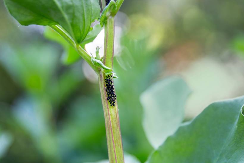 autumn pests - a colony of black aphids on the stem of a plant