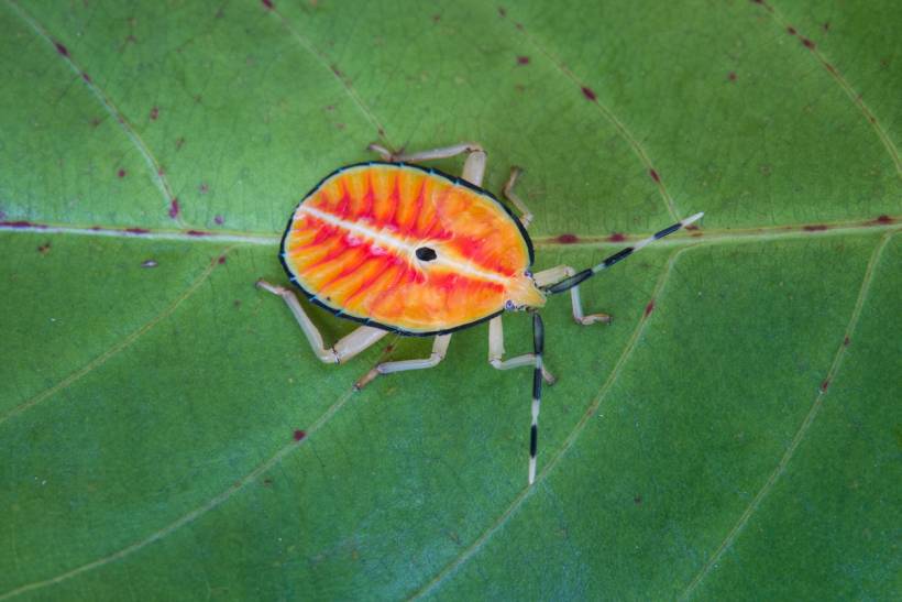 autumn pests - a bronze orange bug on a leaf