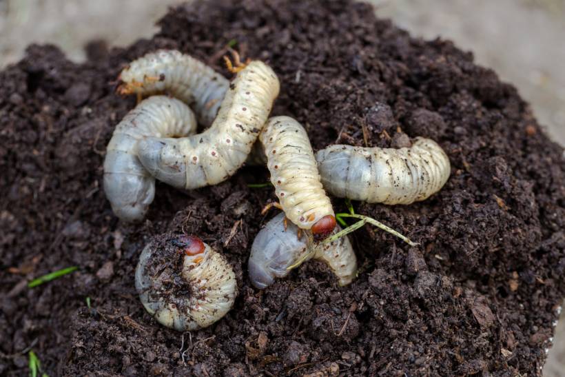 autumn pests - white grubs burrowing into soil