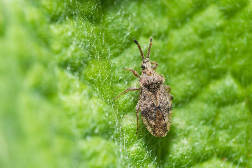 autumn pests - a lace bug on a leaf