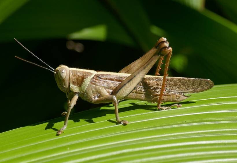 autumn pests - an Australian plague locust on a leaf