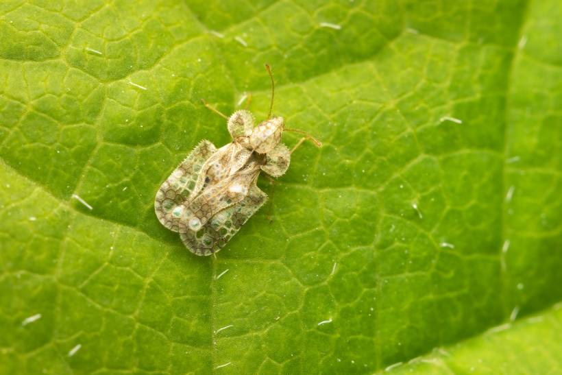 autumn pests - a chrysanthemum lace bug resting on a green leaf