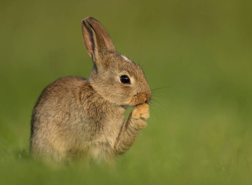 autumn pests - a rabbit in a garden