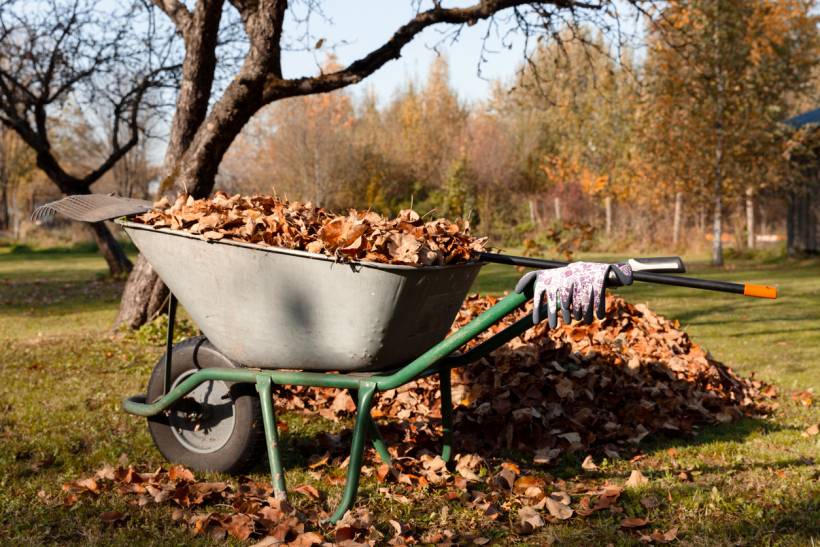 autumn pests - autumn leaves in a wheelbarrow 