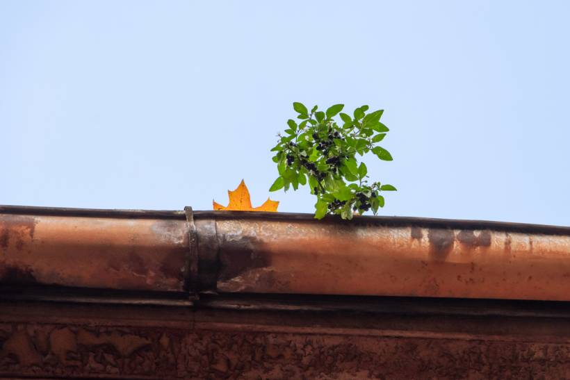 gutter cleaning cost - a small tree growing on a roof gutter