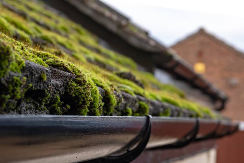 gutter cleaning cost - gutters beneath a mossy roof