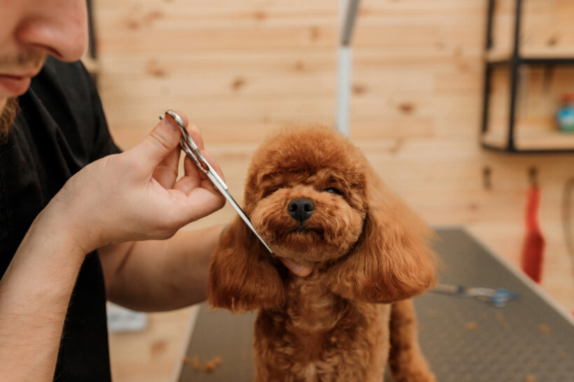 dog haircuts - Small puppy with a short, even haircut on a grooming table