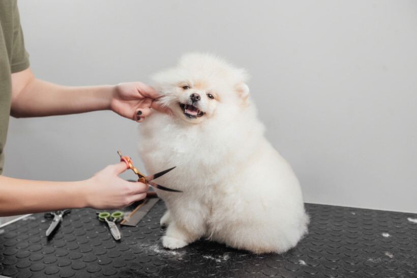 dog haircuts - Fluffy dog with a teddy bear cut making it look like a plush toy