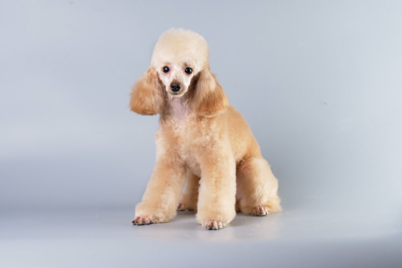 dog haircuts - Poodle with a fluffy lamb cut