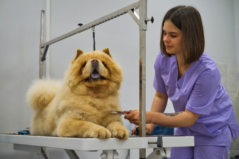 dog haircuts - Chow Chow styled with a lion cut